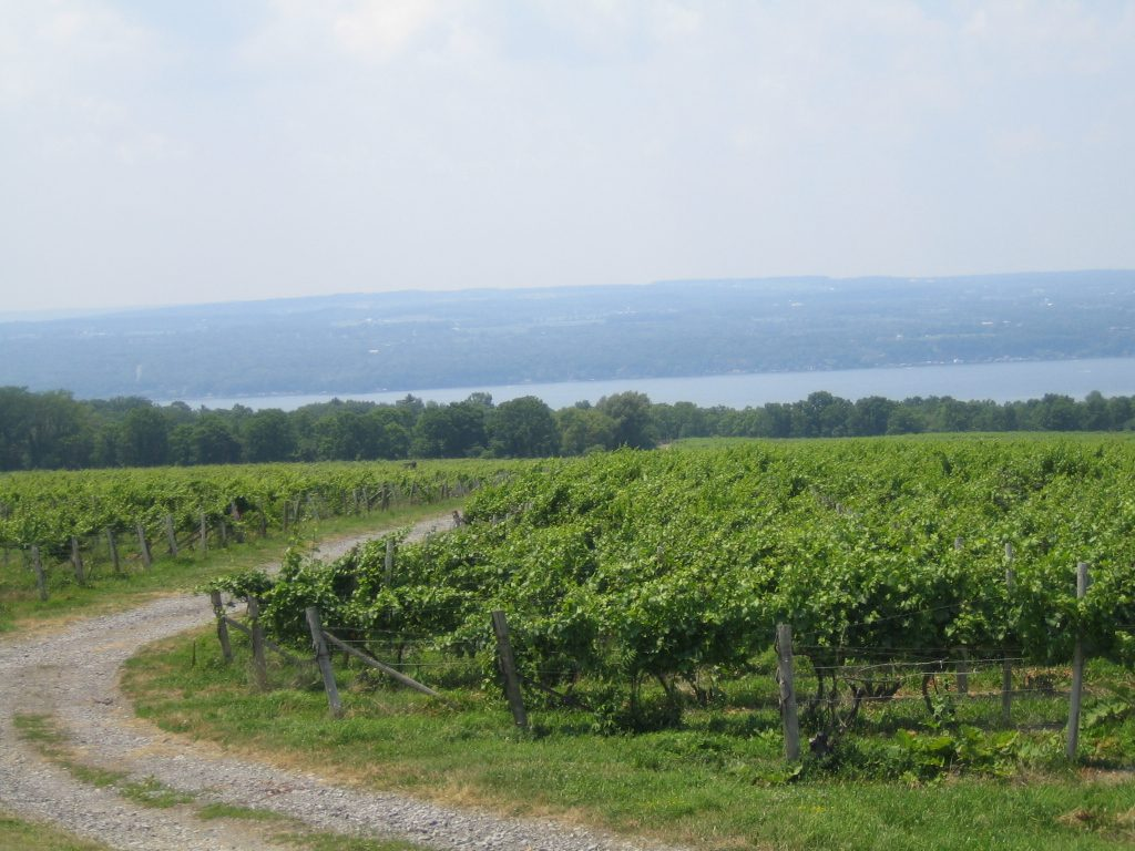 A vineyard overlooking one of the Finger Lakes in New York