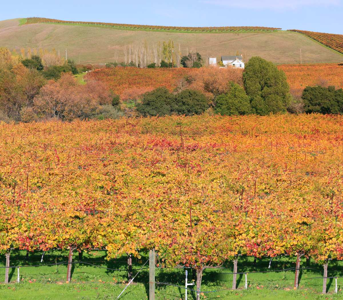 A vineyard and farmhouse in Napa Valley, California